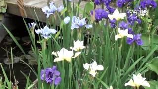 Неприхотливые садовые цветы  Ирис сибирский. Сайт "Садвый мир"
