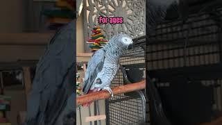 When did Gizmo learn a Scottish accent  #talkingparrot #africangrey #gizmo