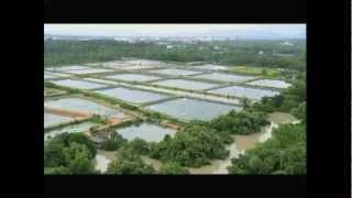 Thailand shrimp industries 001.mp4