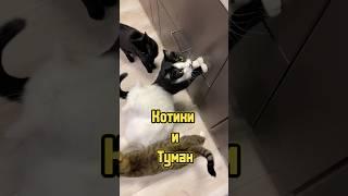 Котики и Туман  #питомцы #котики #щенок #собака #кошка