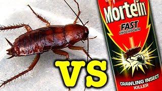 Giant Cockroach Vs Mortein Rapid Kill Bug Spray Does It Work