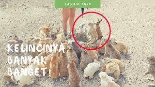 Pulau Kelinci Okunoshima, Rabbit Island atau Usagi Jima - Memberi Makan Kelinci