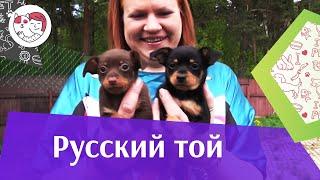 Русский  той на ilikepet