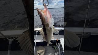 Рыбинка!  Толстые Судаки #fishing