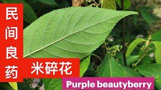 杜虹花(紫珠草）是民间关节炎良方 ?胃痛良方? 止血良方?这个植物太棒了。Benefits of  Purple beautyberry 。