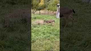 Lil Buck in the orchard, again, on the Olympic Peninsula