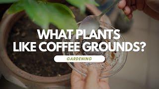 What Plants Like Coffee Grounds