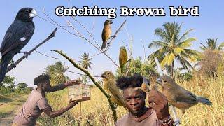 Catching Brown Birds Easy and fast (Beze Hunting)