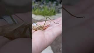 Mantis Life - An Accidental Death