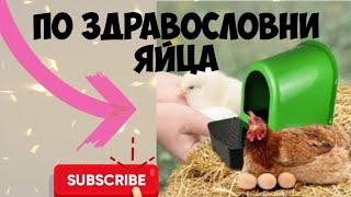  Тънкостите в Храненето на Кокошките | Здравословен Фураж за Кокошки за Повече Яйца 