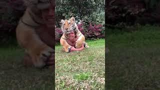 TIGER HUGS WITH KODY ANTLE #SHORTS