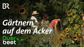 Sonnenäcker: Gemüse, Kräuter und Blumen vom Acker