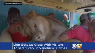 Lion Love: Lion Climbs Into Tourist Car To Cuddle