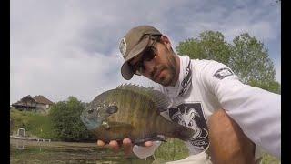 TOP 3 BIGGEST BLUEGILLS EVER CAUGHT! (compilation)