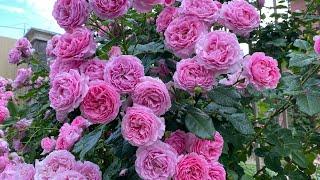 Самые обильно цветущие розы в моем саду