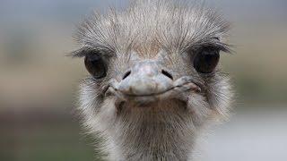 Ostrich Race crash