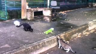 Four cats vs. an iguana