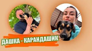 Даша - карандашик  #даша  #помощьбездомнымживотным #непокупайприюти #собакасисторией