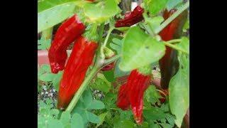 Maximum Pepper Plant Production