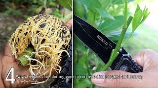 4 ways to grow and cloning your citrus tree orange,lime and lemon