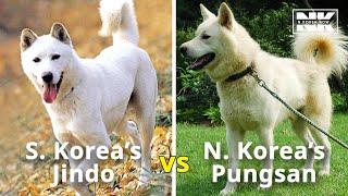 These Korean dogs are natural treasures, but divided between North and South!