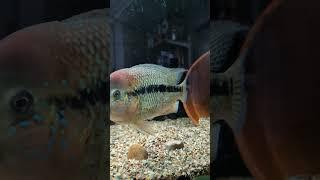 Male Rio Magdalena Umbee Cichlid (Kronheros Umbriferus)