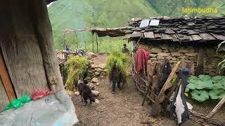 Nepali village life || lajimbudha ||