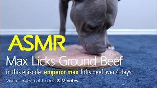 Max Eats | Ground Beef | ASMR DOG LICKING