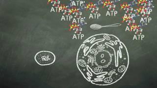 Mitochondria | NSF Chalk Talk