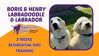 Boris and Henry the Labradoodle & Labrador - 2 Weeks Residential Dog Training