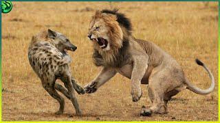 15 Most Aggressive Animals in the World