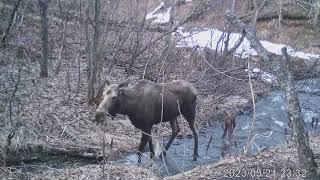 Discover the Adorable Creatures of Alaska