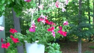 FLOWERS  IN BACKYARD DECK  IN THE GARDEN STATE.mts