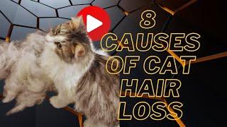 8 causes of cat hair loss