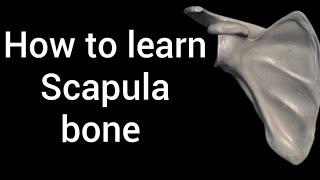 How to learn scapula bone