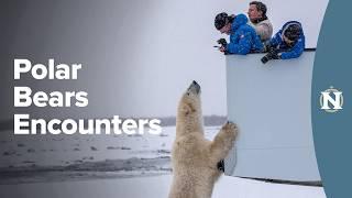 Close Encounters with Polar Bears in Churchill: A Conservation Travel Experience