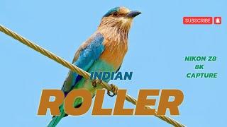 Indian Roller 8K | Birds in Nature | Nirvana Nature