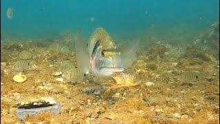 Sea bream eats bait (CRAB)