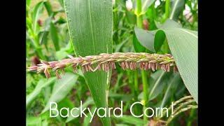 Backyard Sweet Corn growth