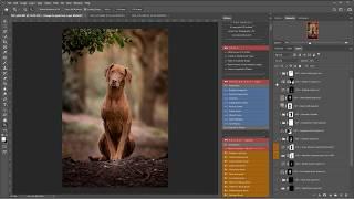 Photoshop Dog Portrait using the Fur Babies Actions by LSP image by Amanda Voller Dog Photographer 1