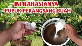 Dahsyatnya bahan ini jadi Pupuk perangsang buah Cara membuat pupuk pembuahan