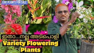 കൂട്ടുകാരെ.. നിങ്ങൾ കൊതിച്ച bougainvillea ചെടികളും Variety flowering ചെടികളും#evergreen_media_vlog