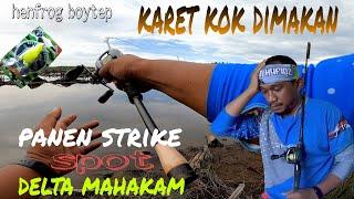 PANEN STRIKE||CASTING HARUAN||SPOT DELTA MAHAKAM||HENFROG DAN JAWS BOYTEP LURE