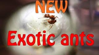 NEW EXOTIC ANTS