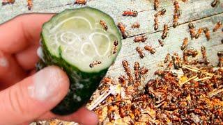 ANTS DON'T COME BACK FOR 50 YEARS! Quickly Get Rid of Ants and Aphids Forever, 100% Effective!