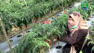 Agro Tani Mandiri Hasilkan Panen Cabai