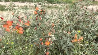 AZ Plant Reviews: Globe Mallow (Sphaeralcea)