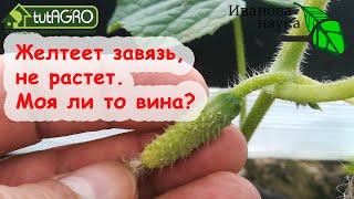 ЗАВЯЗИ ЕСТЬ, НО НЕ РАСТУТ, ЖЕЛТЕЮТ. ЧТО ДЕЛАТЬ, ЧТОБЫ ЗАВЯЗИ АКТИВНО НАРАСТАЛИ? ПОДКОРМКА ОГУРЦОВ.