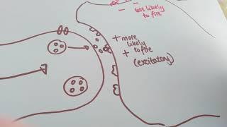 Synaptic transmission year 1 biopsychology