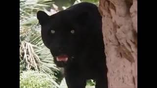 Black Panther (The New Swiss Family Robinson) Sounds